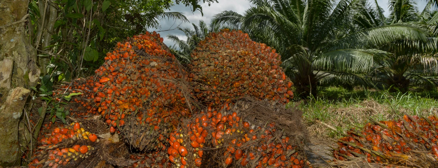 Grupo asesor del Reino Unido dice que el aceite de palma de Malasia es sostenible