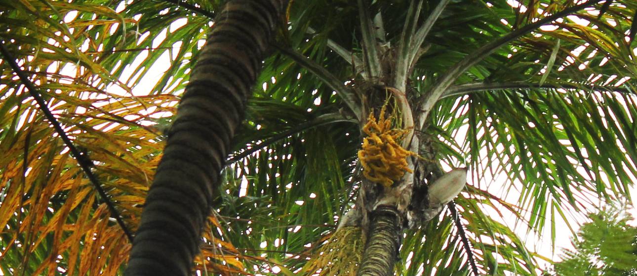 El origen de la palma de chontaduro, un fruto con gran poder nutritivo