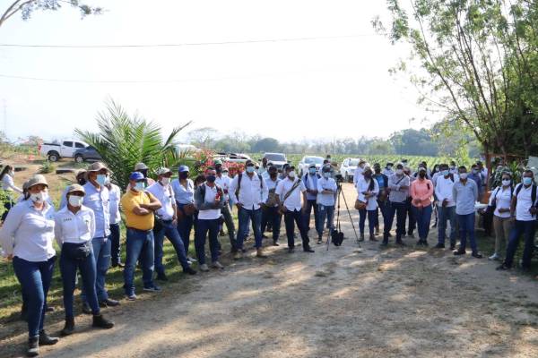 Los cultivares híbridos OxG, una esperanza para la reactivación económica en el Magdalena