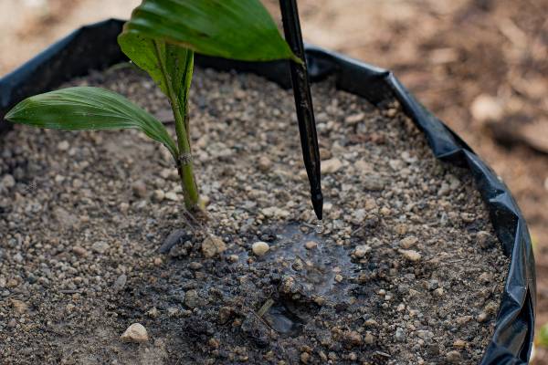Sistema de riego por goteo o aspersión, ¿cuál es el mejor para los cultivos de palma de aceite? 