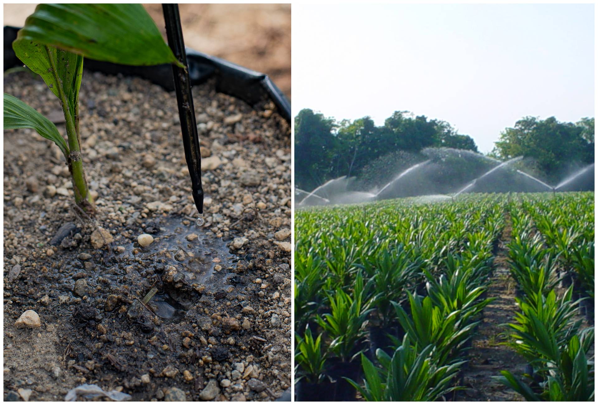 Sistema de riego por goteo o aspersión, ¿cuál es el mejor para los cultivos de palma de aceite?