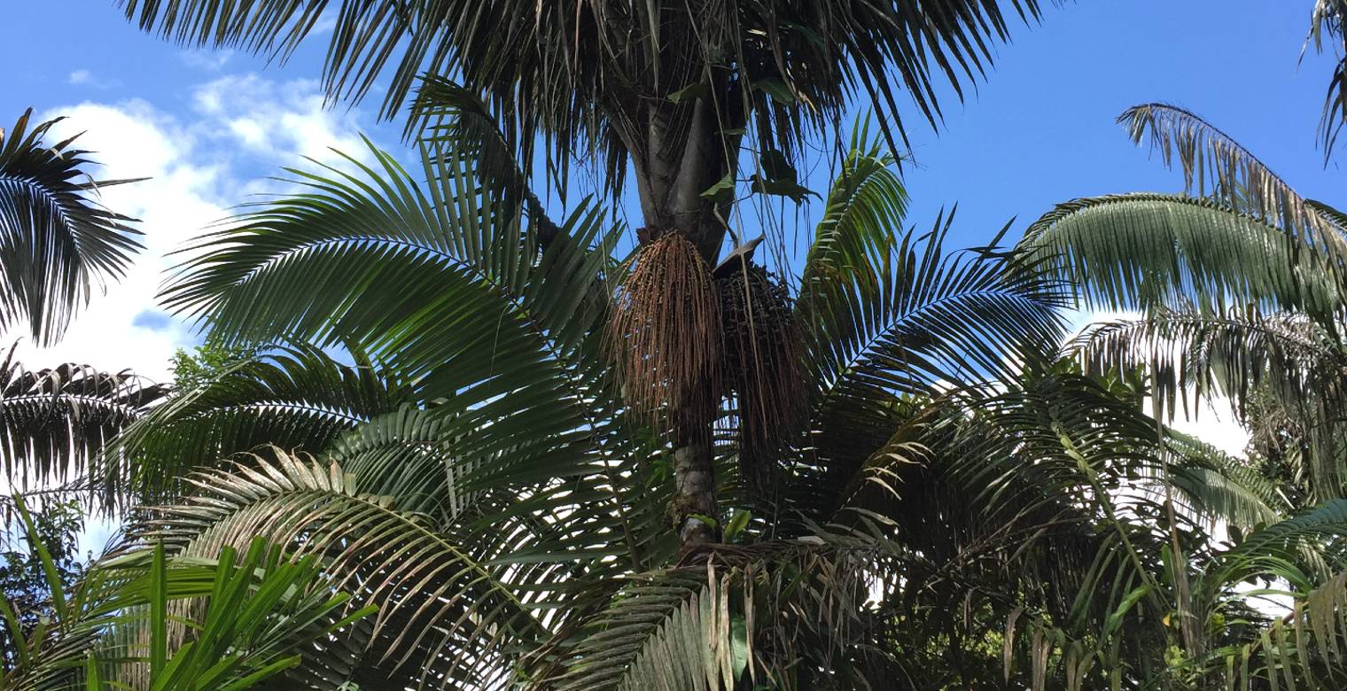 Palma milpesos Oenocarpus bataua