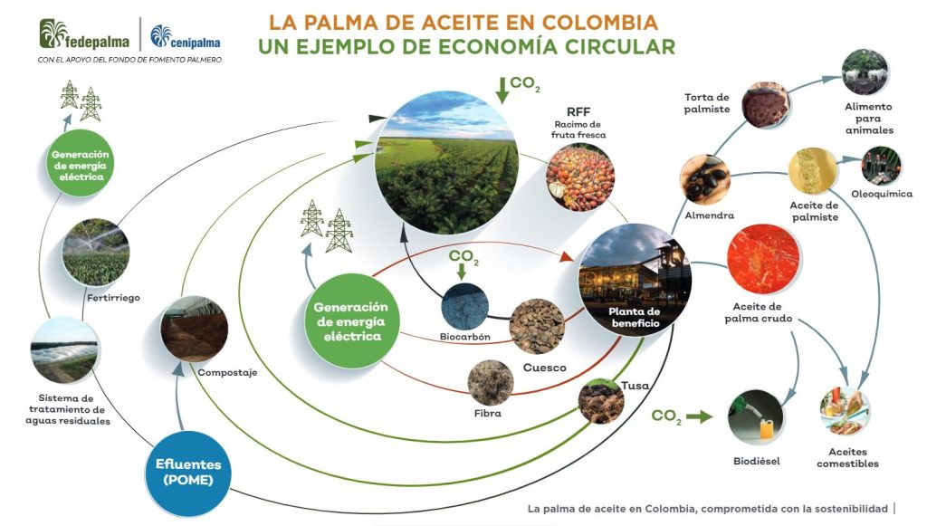 La palma de aceite, un ejemplo de economía circular 