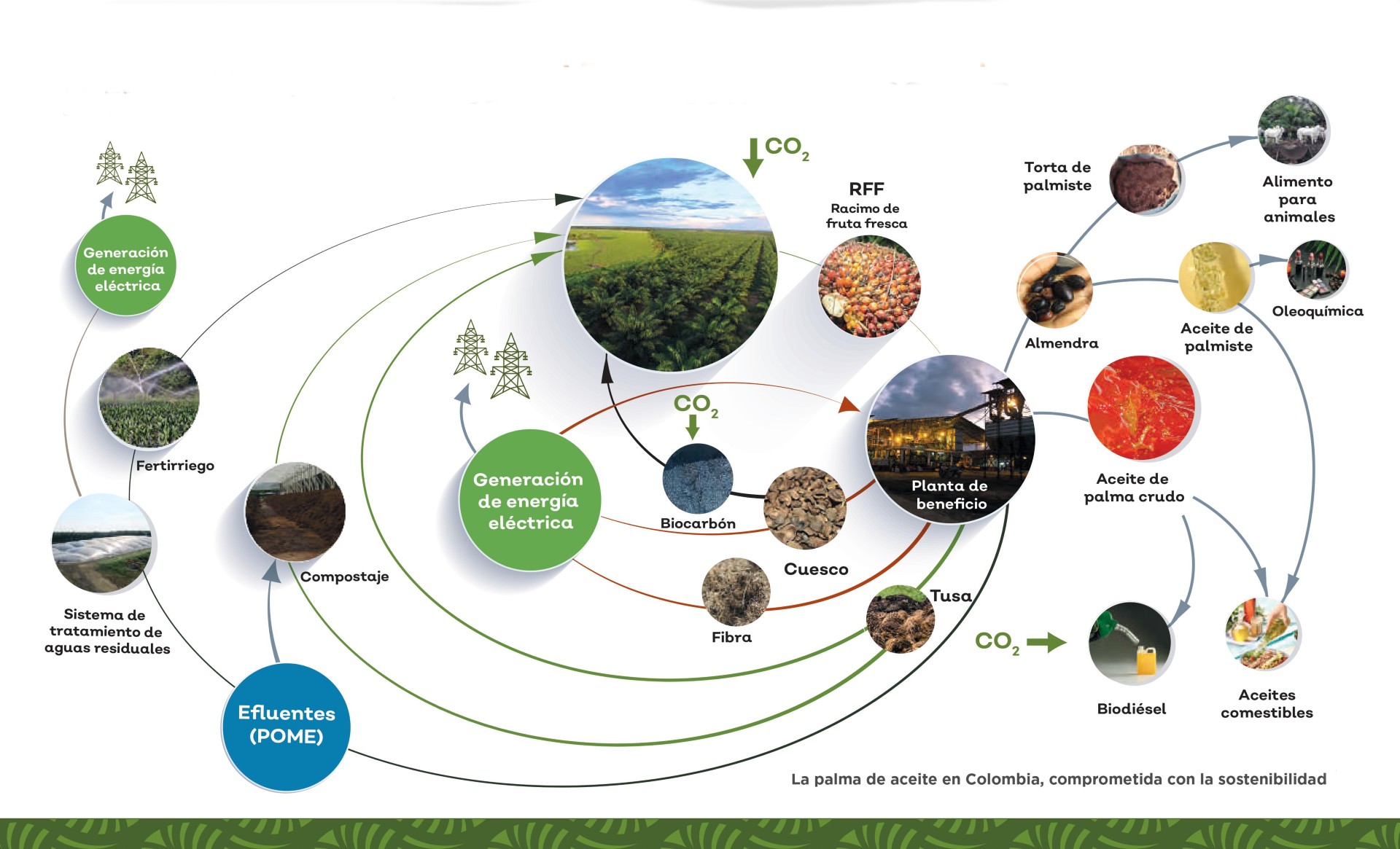 La palma de aceite en Colombia un ejemplo de economía circular