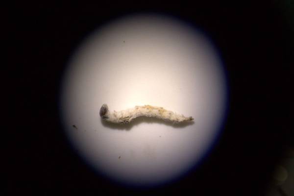 Larva Durrantia sp. captada desde un microscopio.