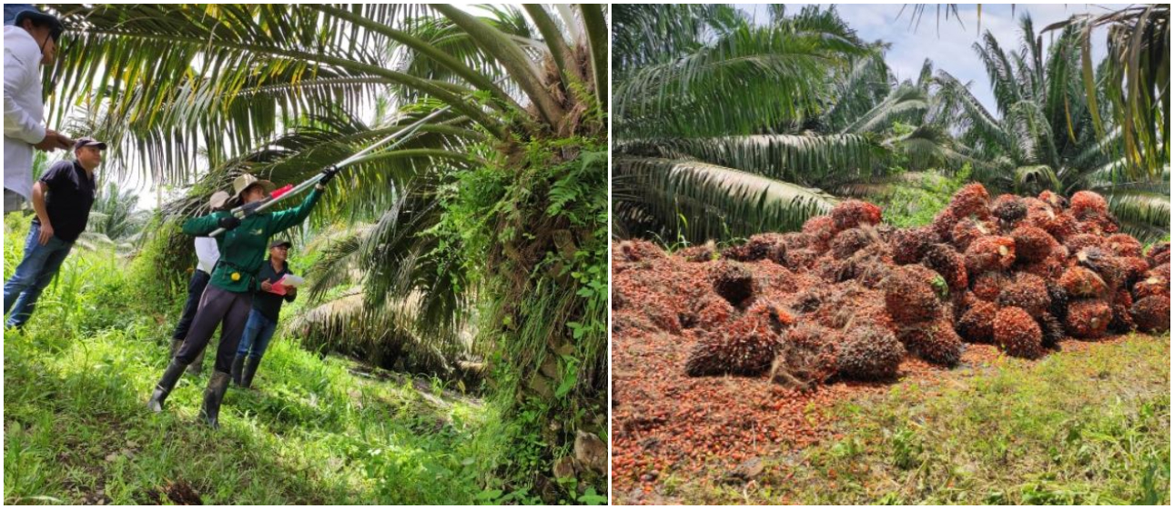 Demostración del método de polinización en los lotes de palma de aceite en la Finca La Plana