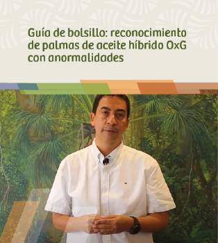 Guía de bolsillo: reconocimiento de palmas de aceite híbrido OxG con anormalidades