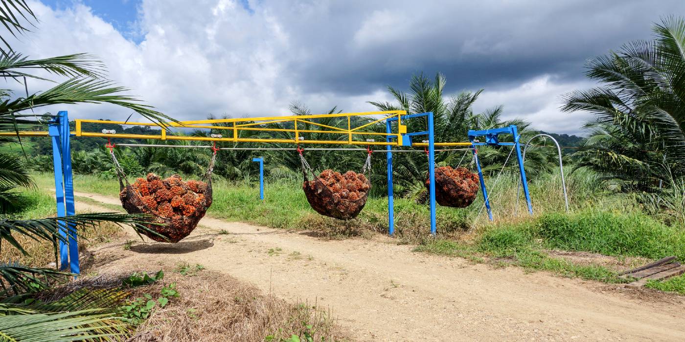 Estimación de los costos de producción para el sector palmicultor 2021