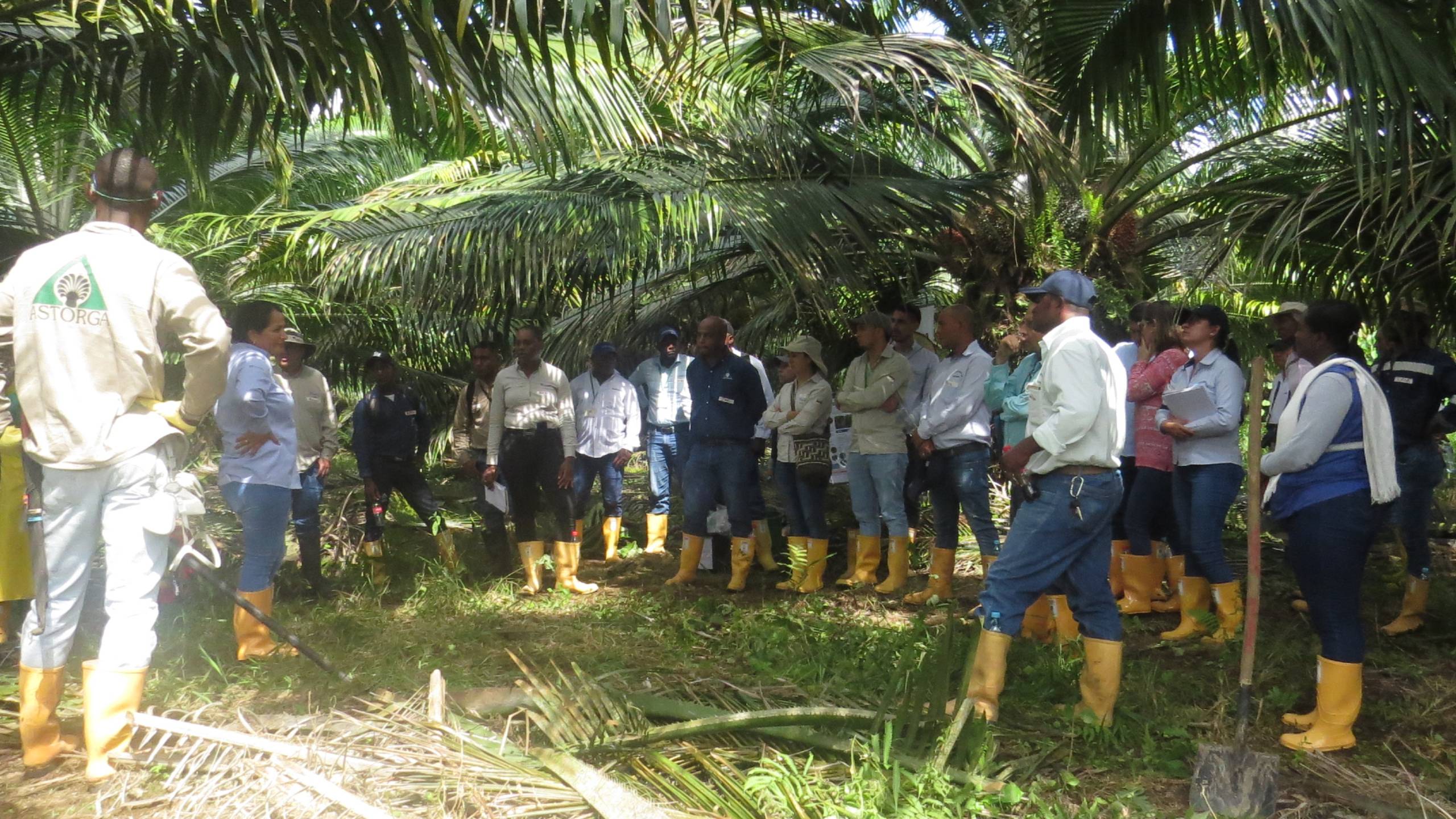 Palmicultores de Tumaco comprometidos con la sanidad de los cultivares híbridos OxG