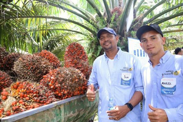 La productividad y sostenibilidad de la palma de aceite es una apuesta del Núcleo Bioplanta S. A., para la prosperidad de sus productores 