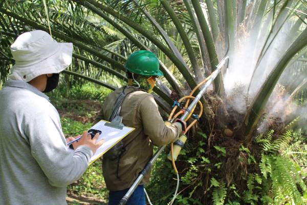 Productividad laboral en procesos de producción del cultivo de la palma de aceite