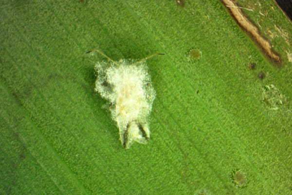 Adulto de la chinche de encaje Leptopharsa gibbicarina infectada por el hongo entomopatógeno Purpureocillium lilacinum, el cual crece sobre el cuerpo del insecto y lo cubre como si fuese un algodón.