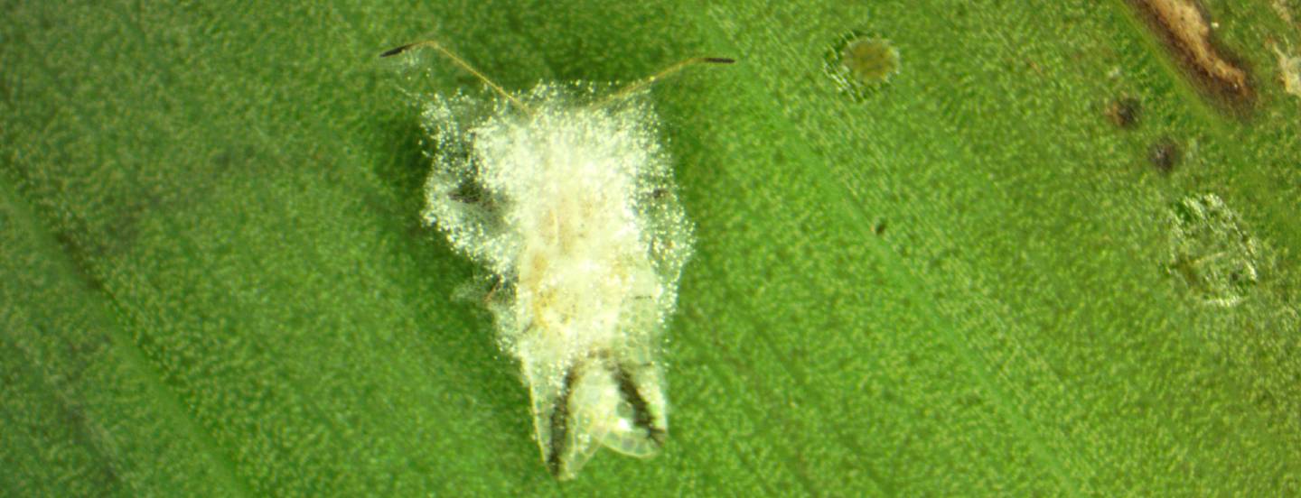 Avances en el desarrollo del manejo integrado de plagas como resultado de investigación del área de entomología Zona Norte