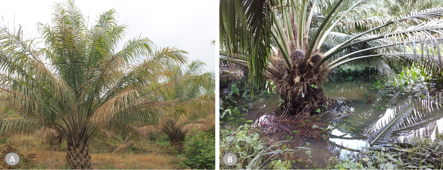 Cálculo del balance hídrico del cultivo de palma de aceite