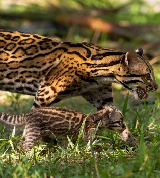 Leopardus pardalis, el más grande los pequeños felinos de América