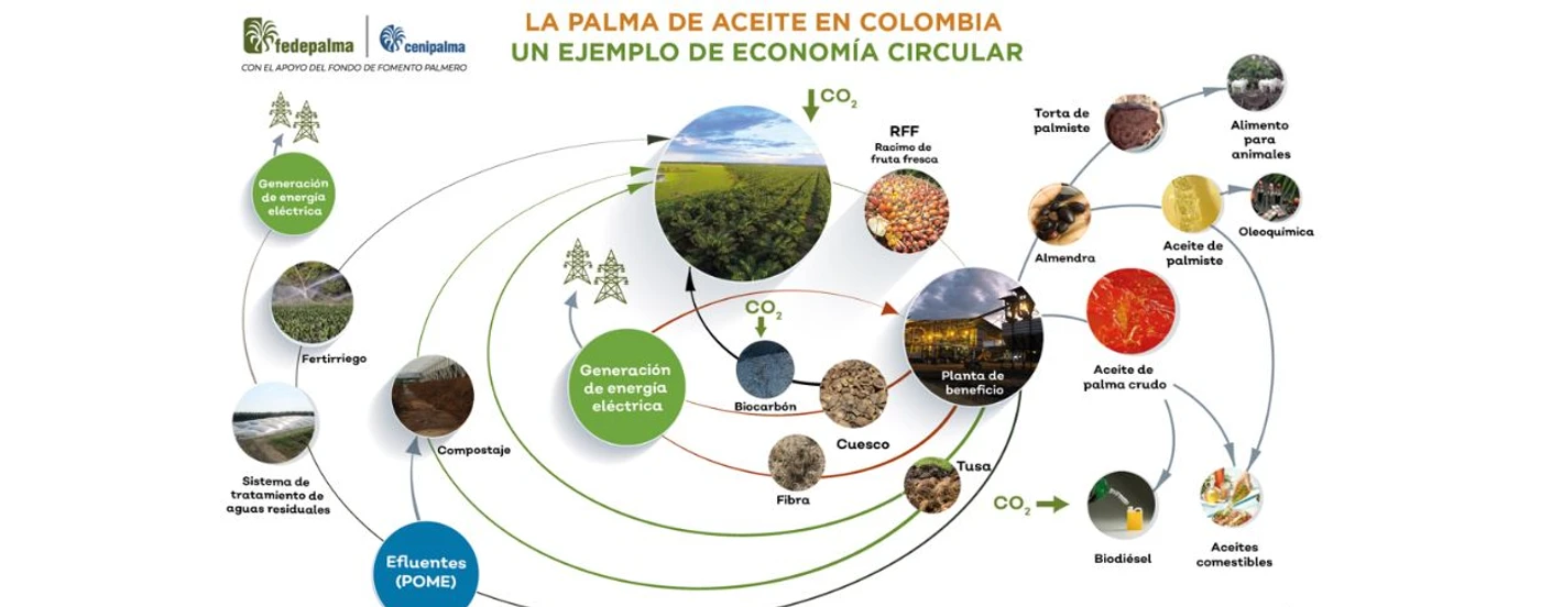 Oportunidades y retos para el sector palmero colombiano en la descarbonización de la economía
