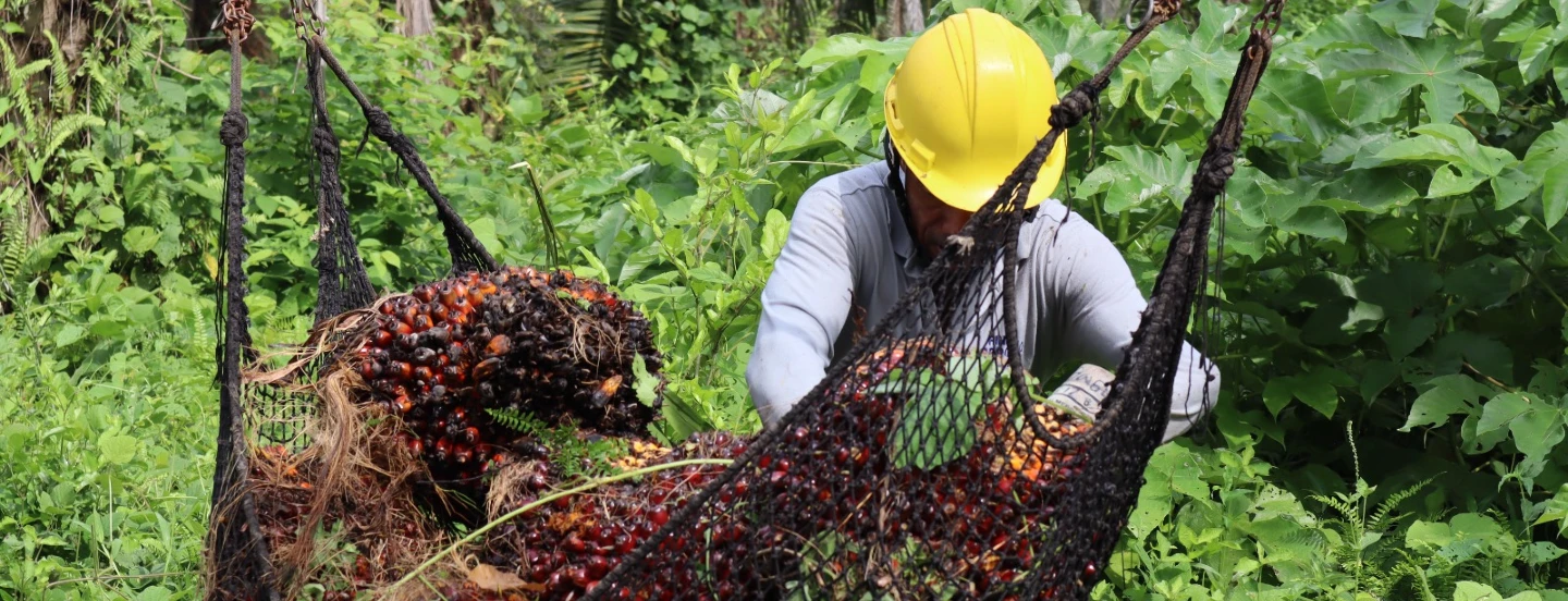 Cenipalma, el ICA y los núcleos palmeros hacen un llamado a palmicultores a tomar medidas para frenar seria amenaza fitosanitaria en el Cesar