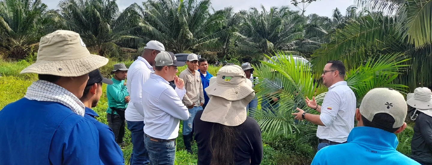 Bioplanta S. A. trabaja de la mano con Cenipalma para el manejo de insectos plaga en el cultivo de palma de aceite en la subzona de Urabá