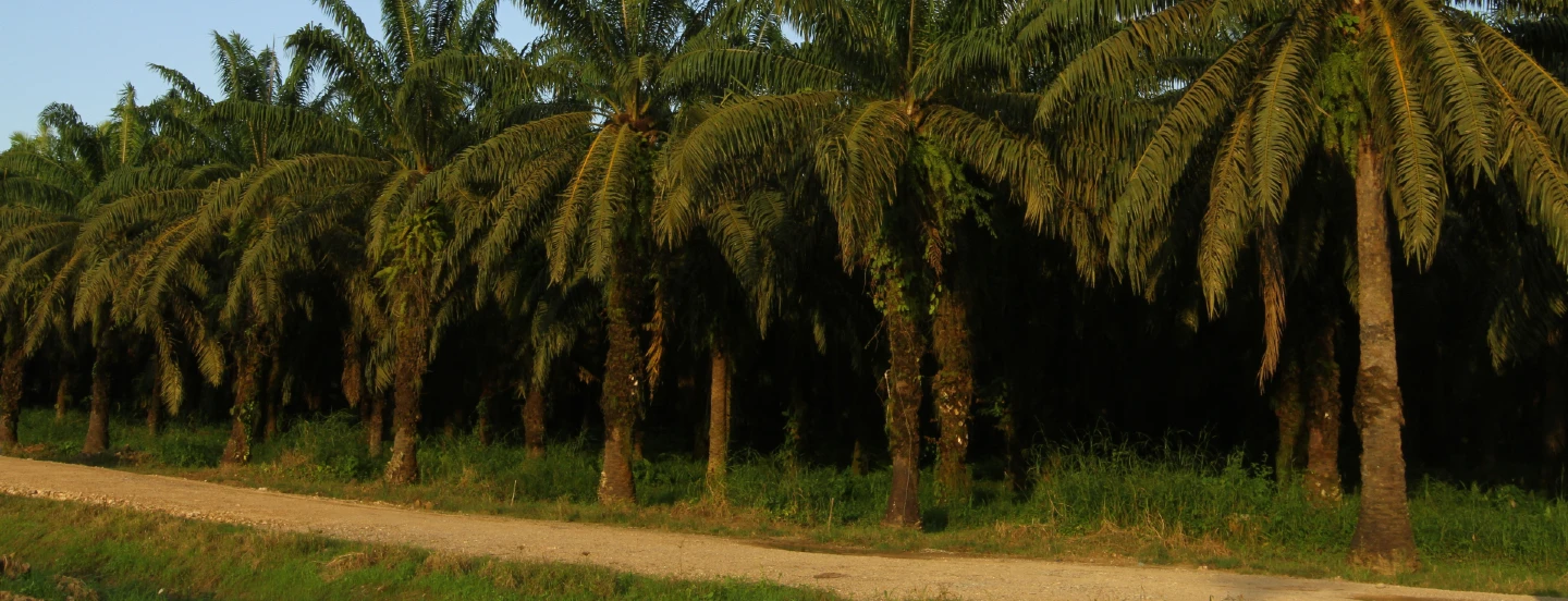 Fedepalma rechaza el secuestro de palmicultor en el Cesar