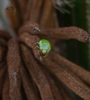 Escarabajo verde manzana