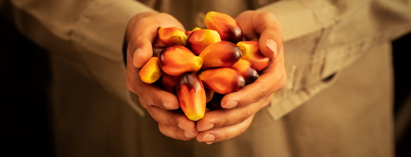 El sector palmero lanza campaña para mitigar el hurto de fruto de palma de aceite