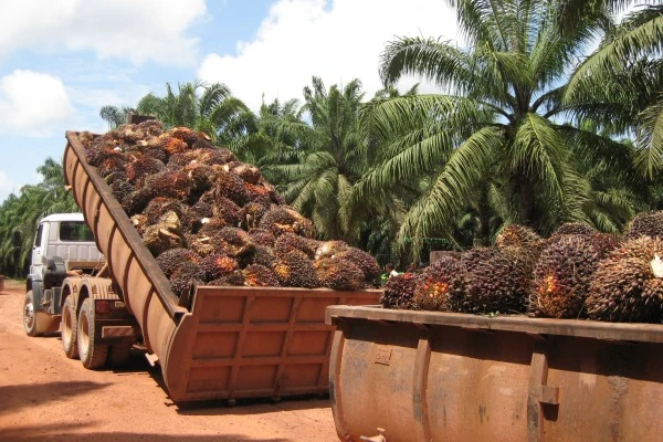 En Córdoba ya se extrae aceite de palma