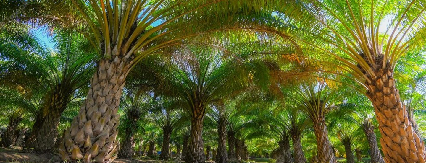 La amenaza del fenómeno de El Niño mantiene al mercado cauteloso sobre la producción de aceite de palma en el sudeste asiático