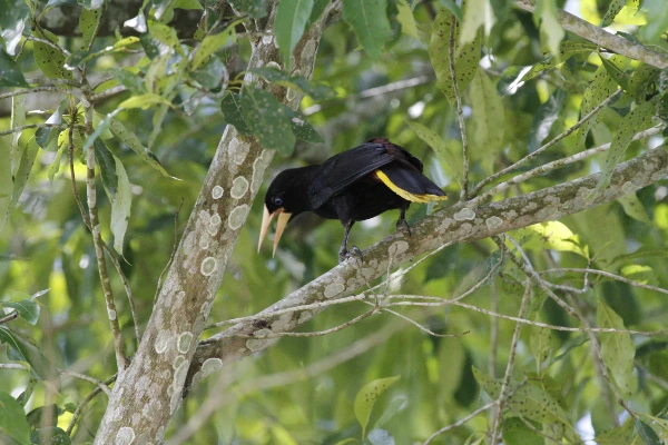 Colombia registra el mayor número de especies de aves a nivel mundial con 1954.