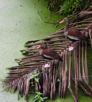 El Pisingo, un ave muy asociada a cuerpos de agua