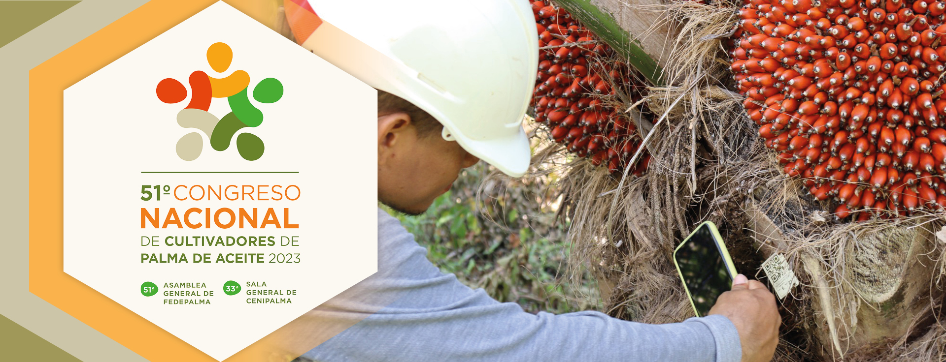 Híbrido OxG, un cultivar promisorio para la palmicultura colombiana