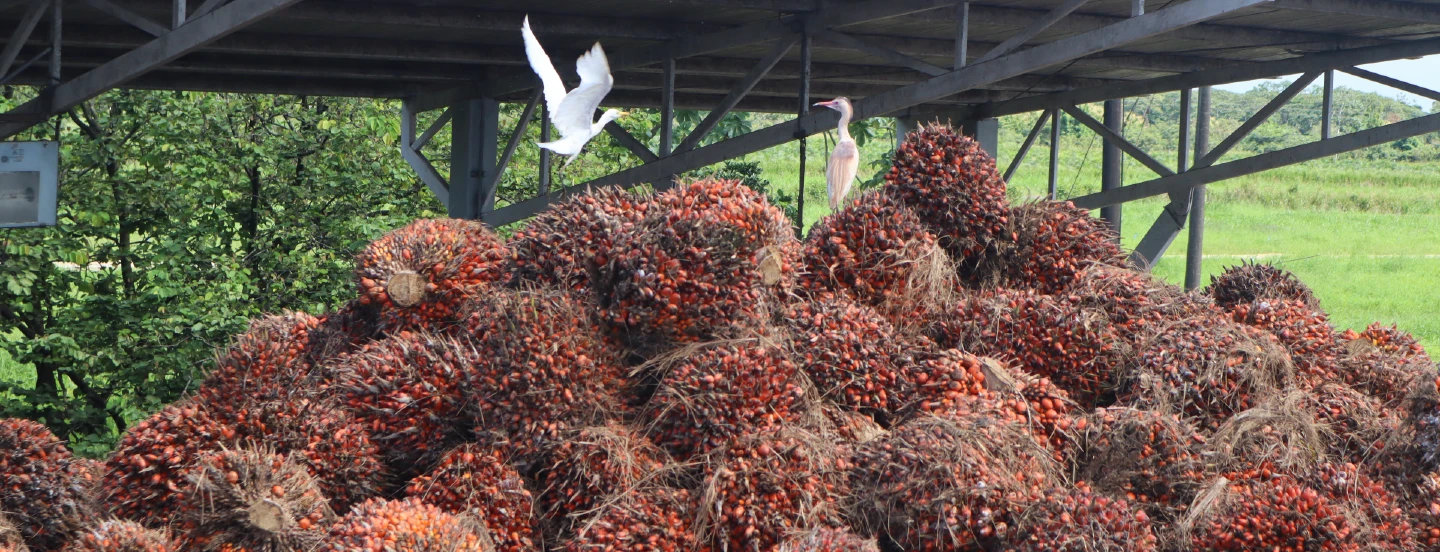 Nuevos enfoques en la calidad del aceite de palma colombiano