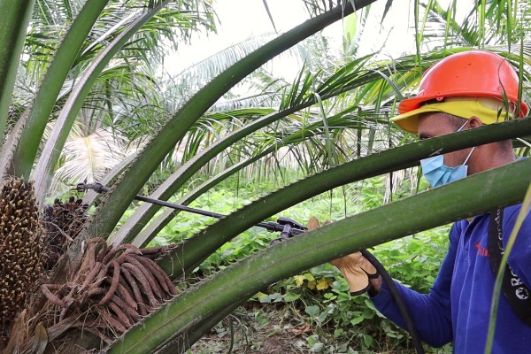 ‘Plan Padrino’, una labor en pro de la formalización laboral del sector palmero