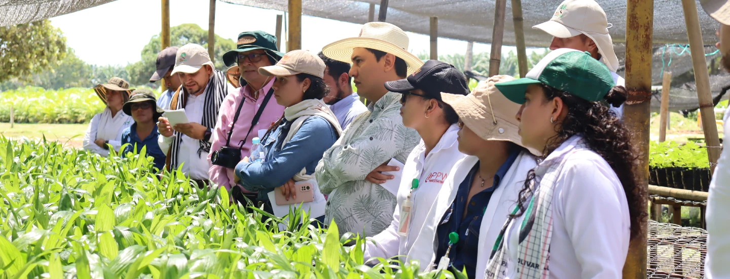 Cenipalma y Palmas Monterrey S. A. comparten buenas prácticas en manejo de viveros y renovación de cultivos