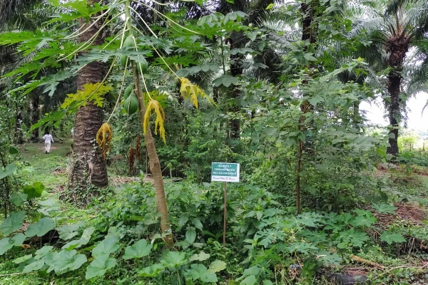 Sotobosque con planta de papaya