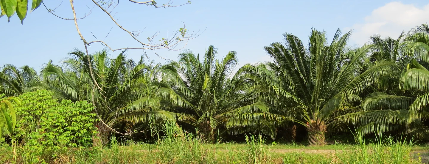 Fenómeno El Niño 2023 ¿Qué esperamos los palmicultores para el mes de agosto?