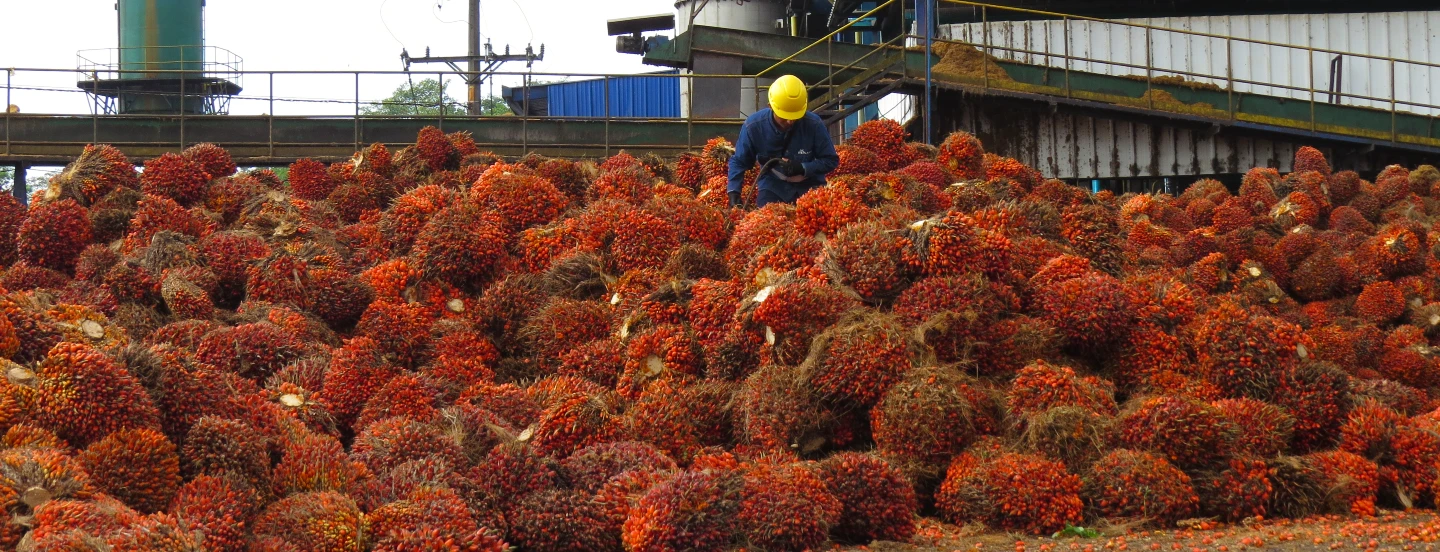 Producción de aceite de palma entre enero y julio 2023 creció