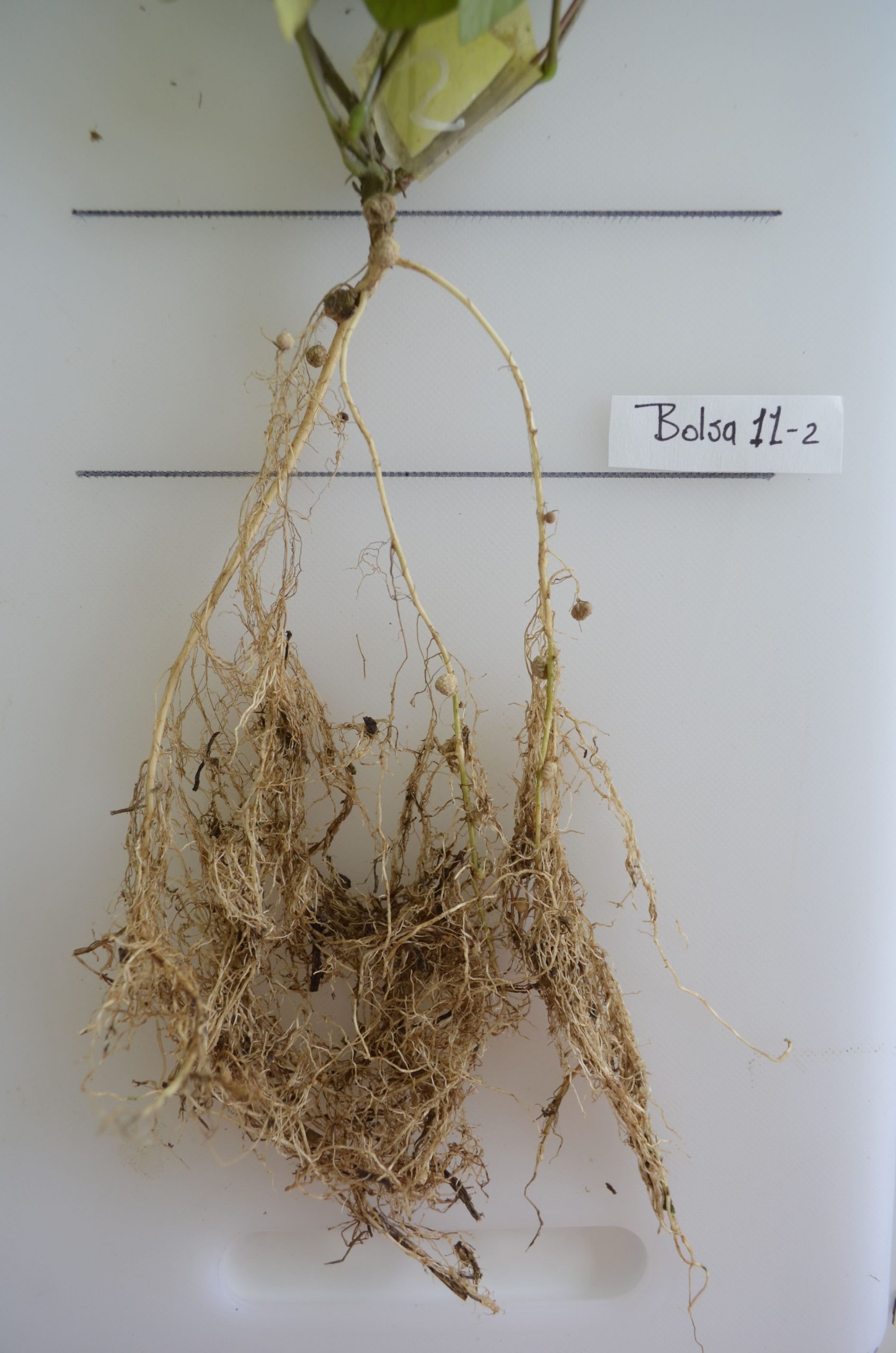 Resultados esperados- nodulación de bacterias fijadoras de nitrógeno en raíces de Pueraria phaseoloides (kudzu).