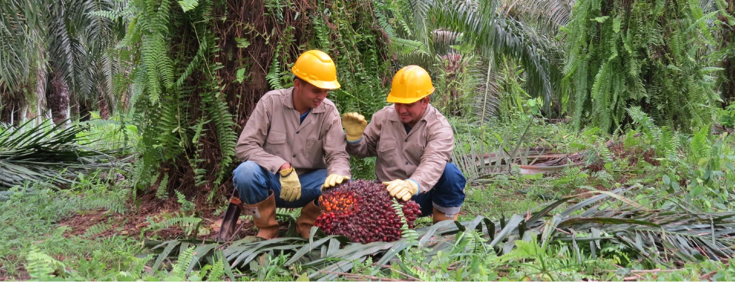 Índice de costos para el cultivo de la palma de aceite (ICPA)