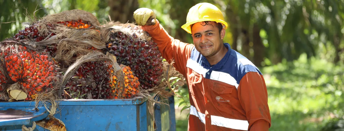 Buen comportamiento en producción de aceite de palma y récord de ventas en mercado local en agosto