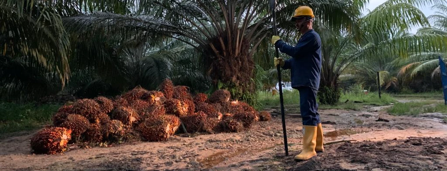 Producción de aceite de palma consolida crecimiento por encima de años anteriores