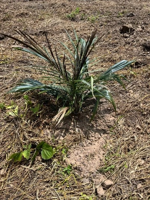 Palma recién sembrada y con estrés por déficit hídrico