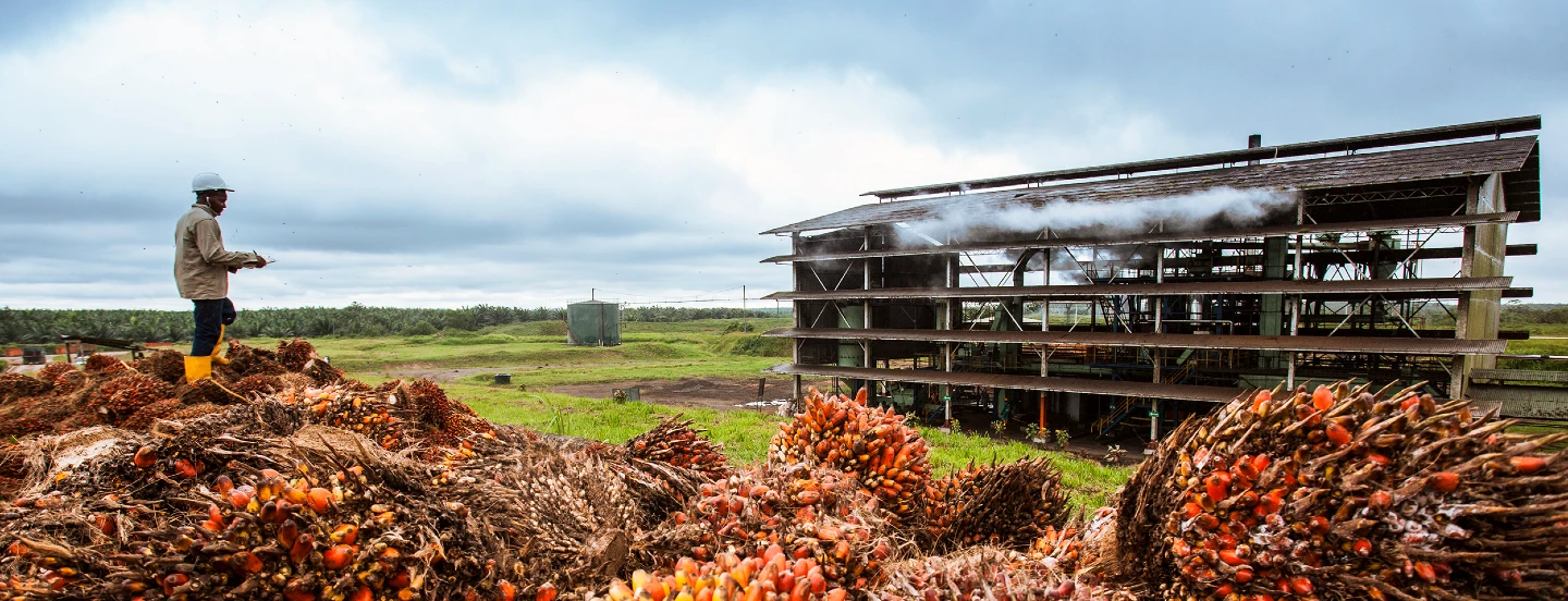 Estrategias para reducir las emisiones de GEI al alcance de los palmicultores