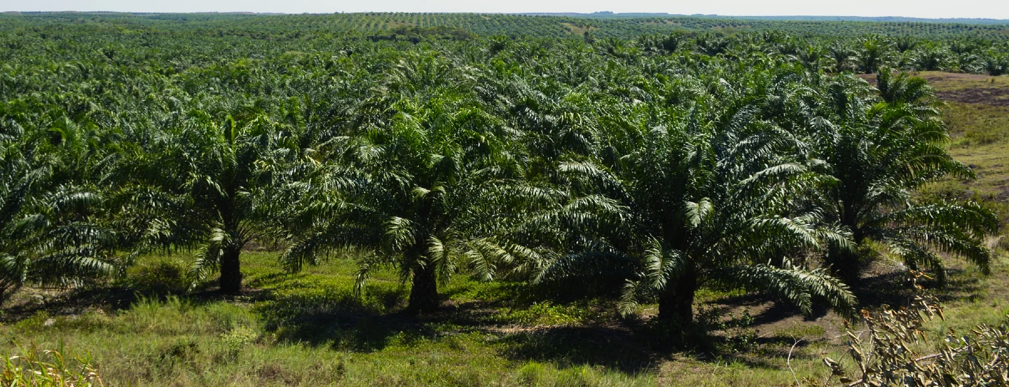 Avances y retos de la industria de la palma de aceite en el mundo