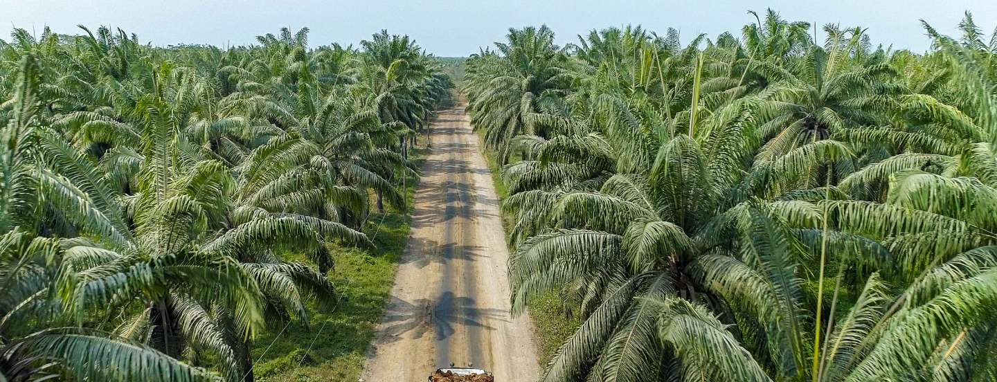Grupo Daabon es la primera empresa en el mundo en el ranking de productoras sostenibles de aceite de palma
