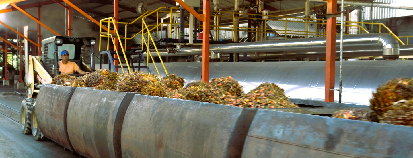 Producción de aceite de palma alcanza 1,6 millones de toneladas entre enero y octubre de 2023