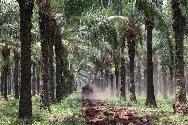 Aplicar tusa en el cultivo hace que el negocio palmero sea más rentable.