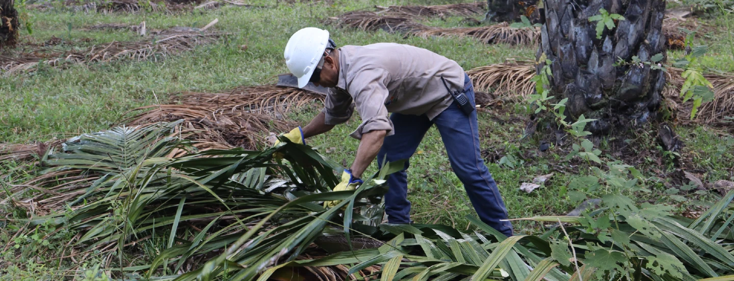 10 buenas prácticas para prevenir incendios durante el Fenómeno de El Niño en el sector palmero colombiano
