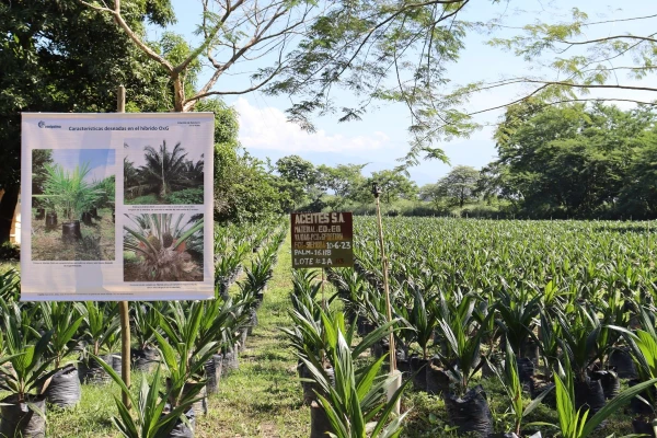 En 2024, el Magdalena contará con cerca de 15.000 hectáreas de palma de aceite sembradas con híbridos OxG