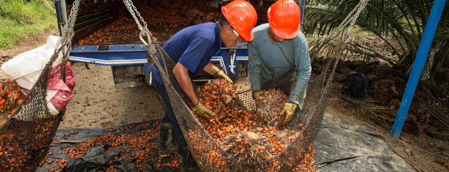 La producción de aceite de palma crudo supera los 1,7 millones de toneladas en lo corrido del año