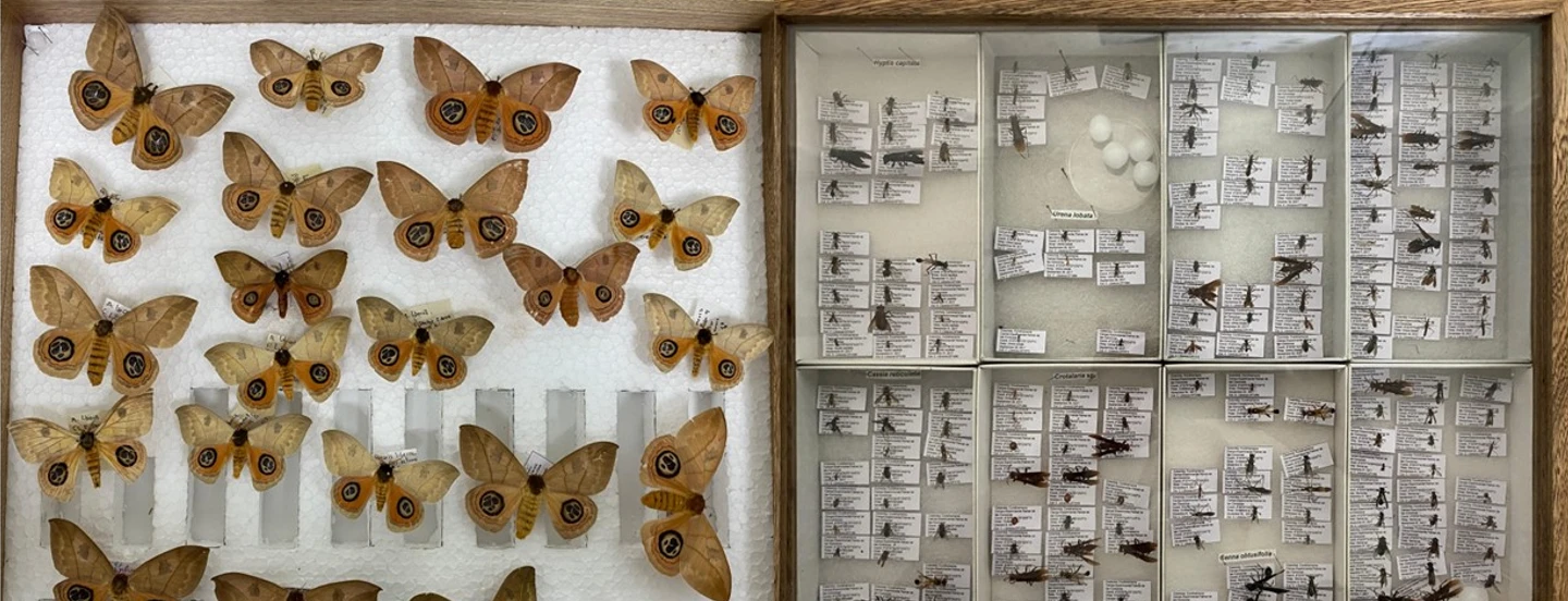 Colecciones de entomopatógenos y artrópodos